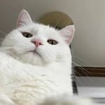 Iván Domínguez avatar